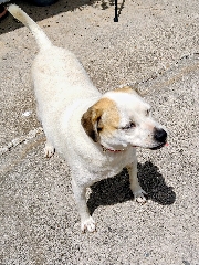 Lovely dog to give away