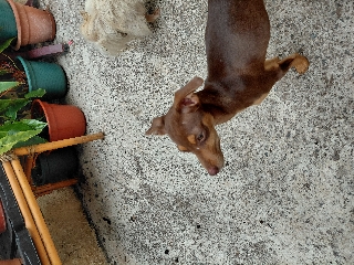 Pincher Pincher