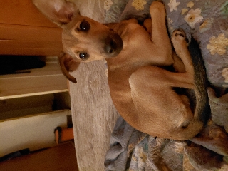 Femia pincher já foi vendida só tenho macho disponível Pincher