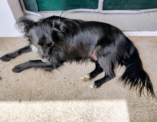 Lovely mixed-breed male dog