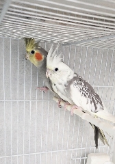 Casal Caturra