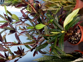 Planta croton