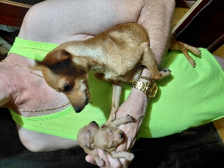 Pinchers para vender Pincher