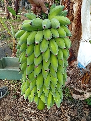 Vendo Bananas
