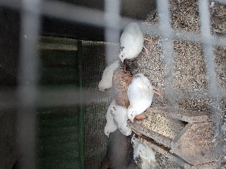Codornizes