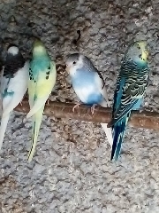 Piriquitos