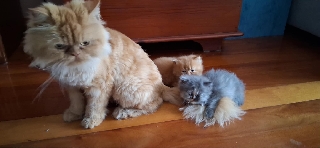 Gatinhos Persa