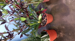 Planta croton