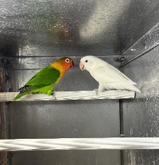Casal disponível de Fischeri