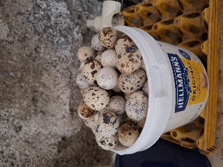 Ovos codornizes