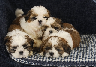 Shitzu Puppies Setter