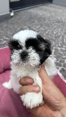 Shitzu Puppies Outros