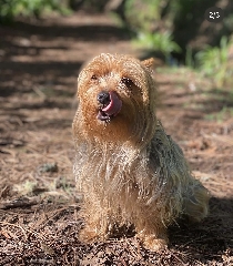 Ninhada Yorkshire Terrier Outros