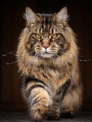 Maine coon Outros