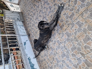 Casal dogue alemão para adoção responsável Dogue Alemão