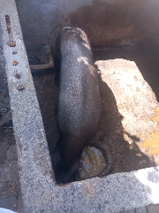 Vendo porco
