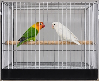 Casal de fischeri