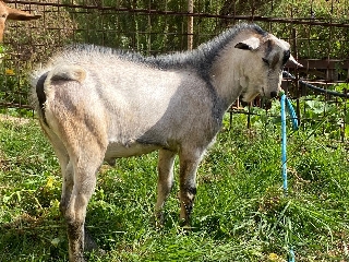 Cabrito com 8 meses boa raça