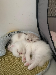 Gatinhos Persa