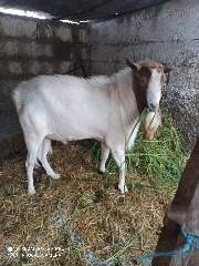 Vendo Cabrito mestiço Boer