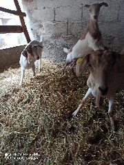 Vendo Cabras