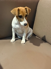 Jack Russell/Femea Outros