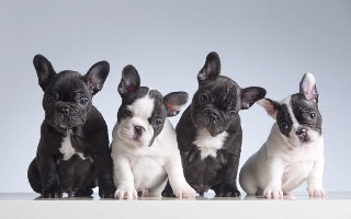 bulldog frances (compro) Bulldog