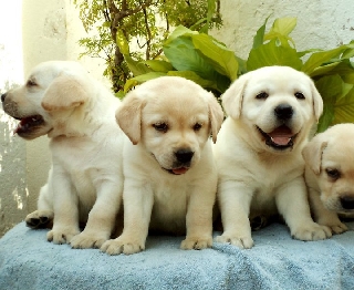 labrador puro (compro) Labrador