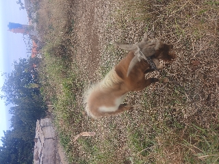 Vendo cabrito