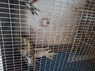 Caturras Caturra