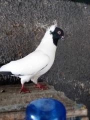 Pombo