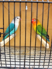 3 Casais de fischeris