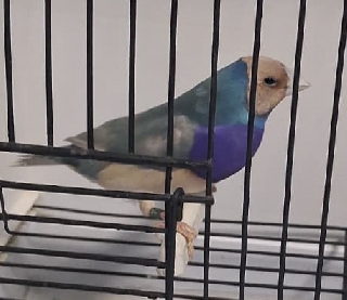 Diamante de Gould