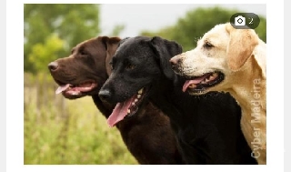 Procuro cães labradores  Labrador