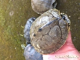 TARTARUGAS