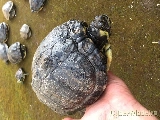 TARTARUGAS